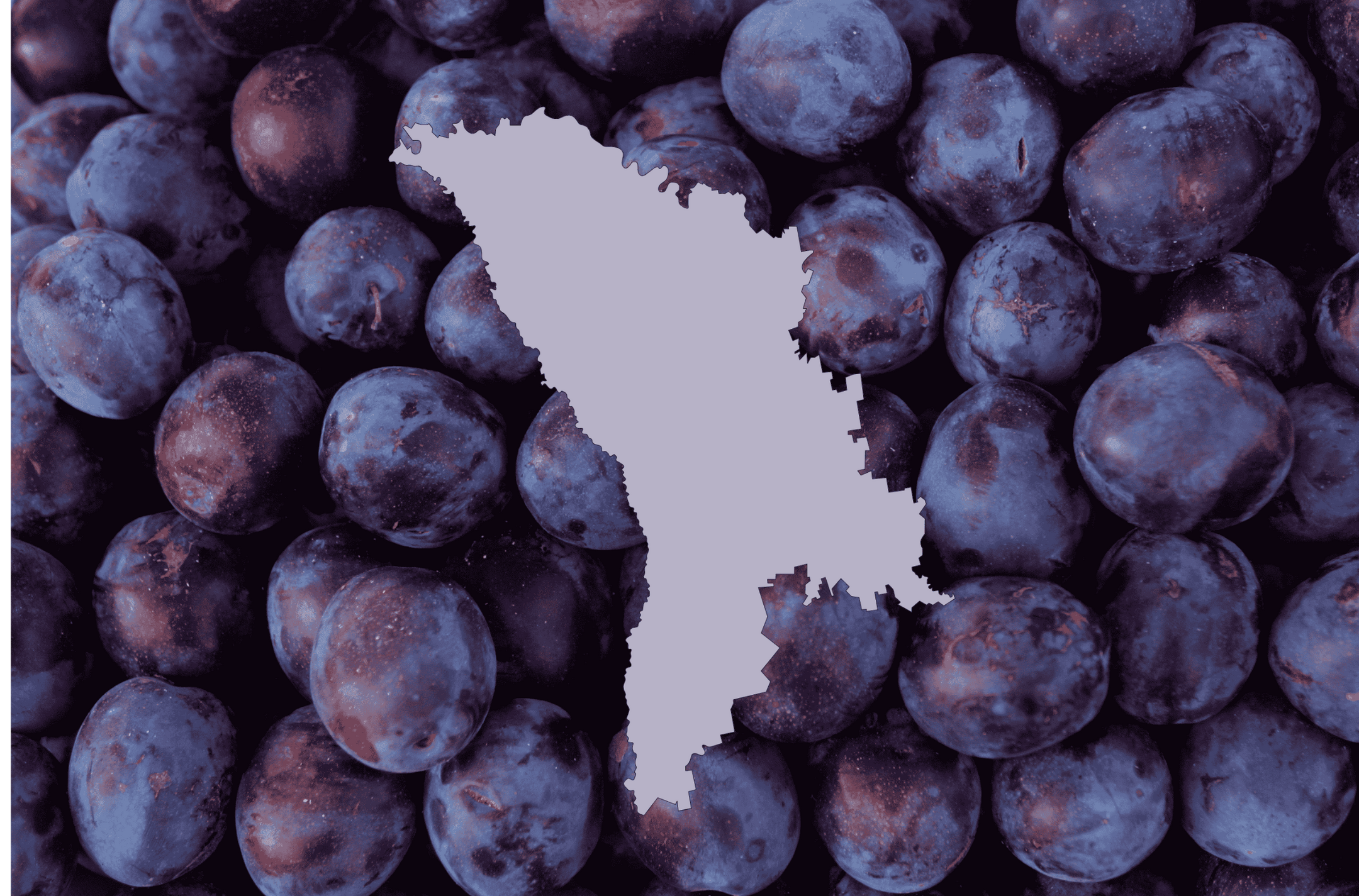 Dried prunes from Moldova in bulk – supplier for EU importers